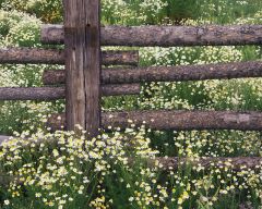 Tapeta Nature Flowers 540.jpg